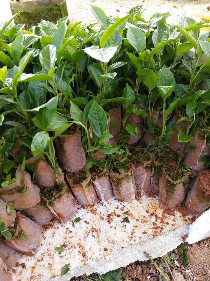 黄金百香果苗10~20cm