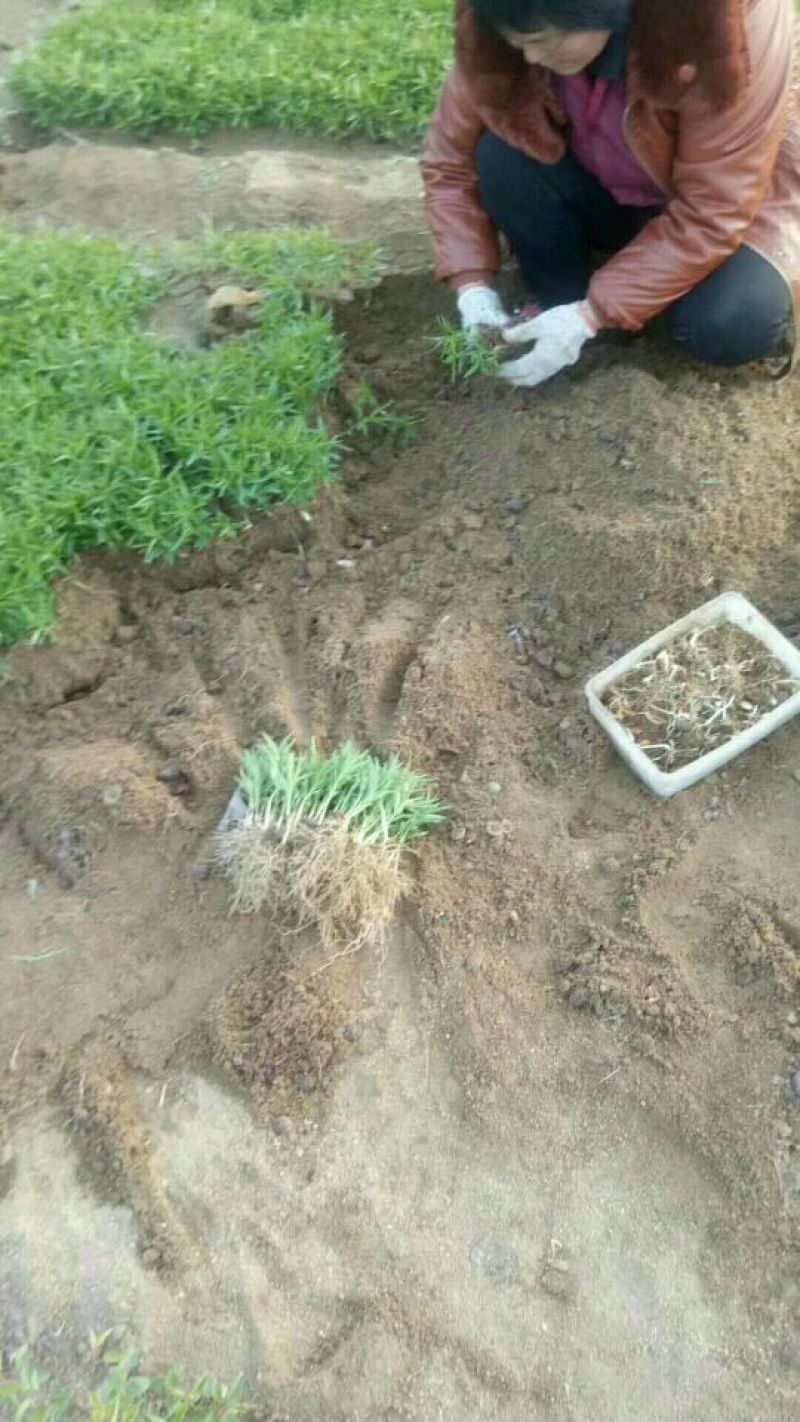 毛桃树苗毛桃芽苗成活率高