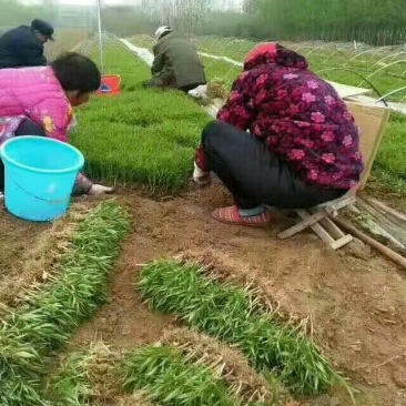 毛桃树苗毛桃芽苗成活率高