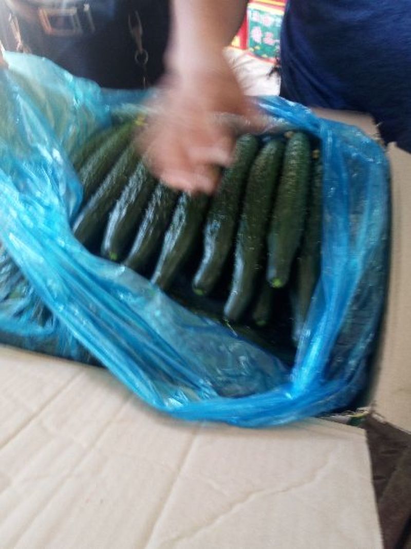 密刺黄瓜25公分以上干花带刺