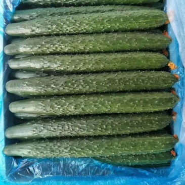 密刺黄瓜25公分以上干花带刺