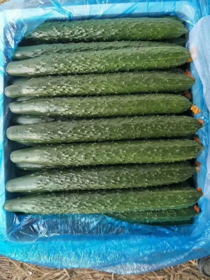 密刺黄瓜25公分以上干花带刺
