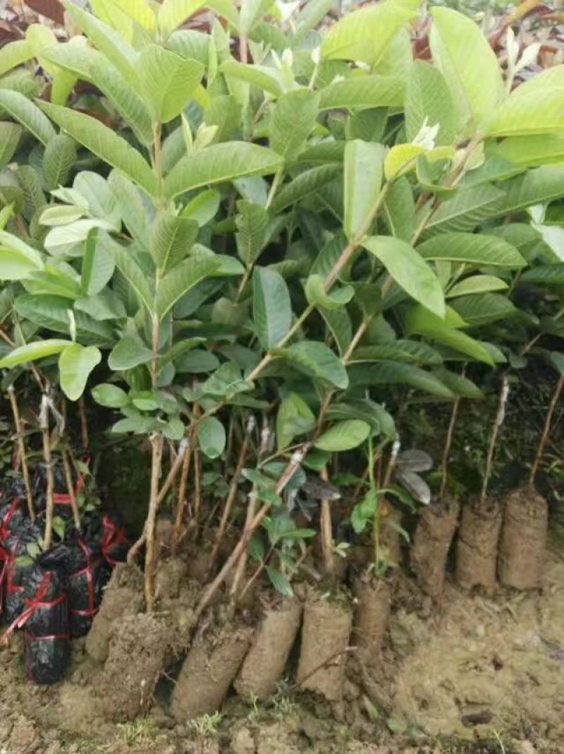 台湾珍珠番石榴苗30~50cm