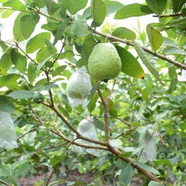 台湾珍珠番石榴苗30~50cm
