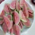 台湾红心番石榴苗30~50cm