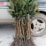 台湾红心番石榴苗30~50cm