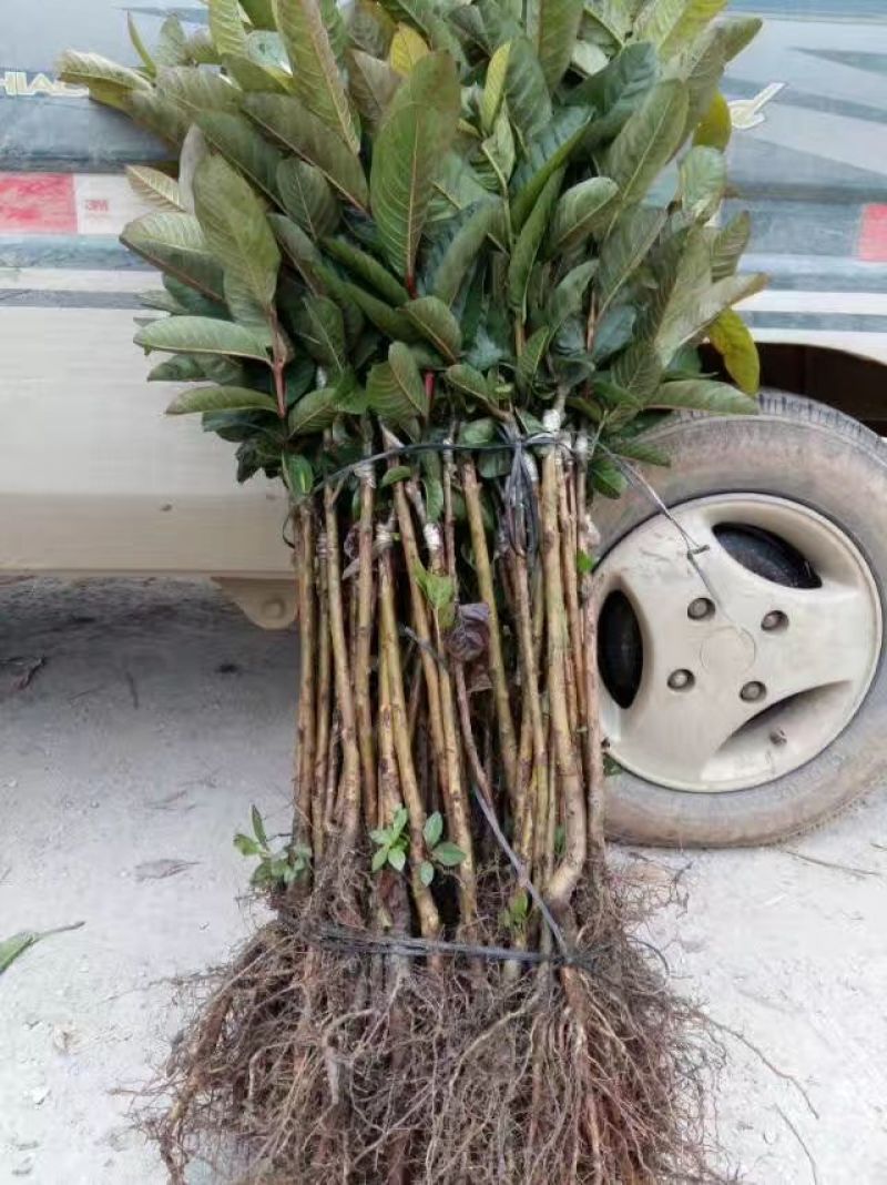 台湾红心番石榴苗30~50cm