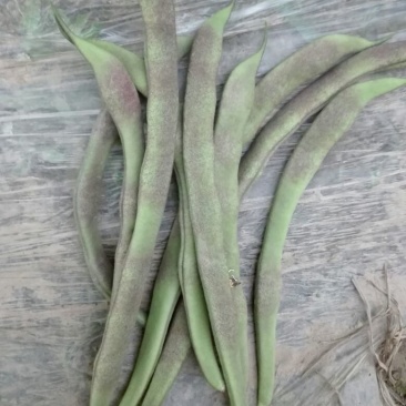 油豆角8~15厘米