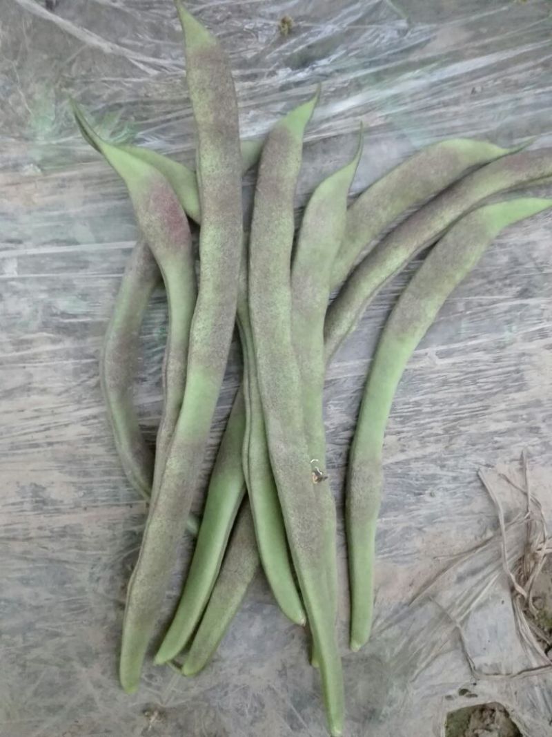 油豆角8~15厘米