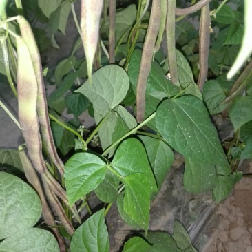 油豆角8~15厘米