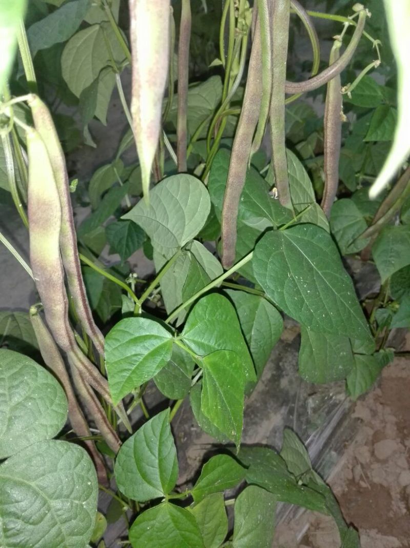 油豆角8~15厘米