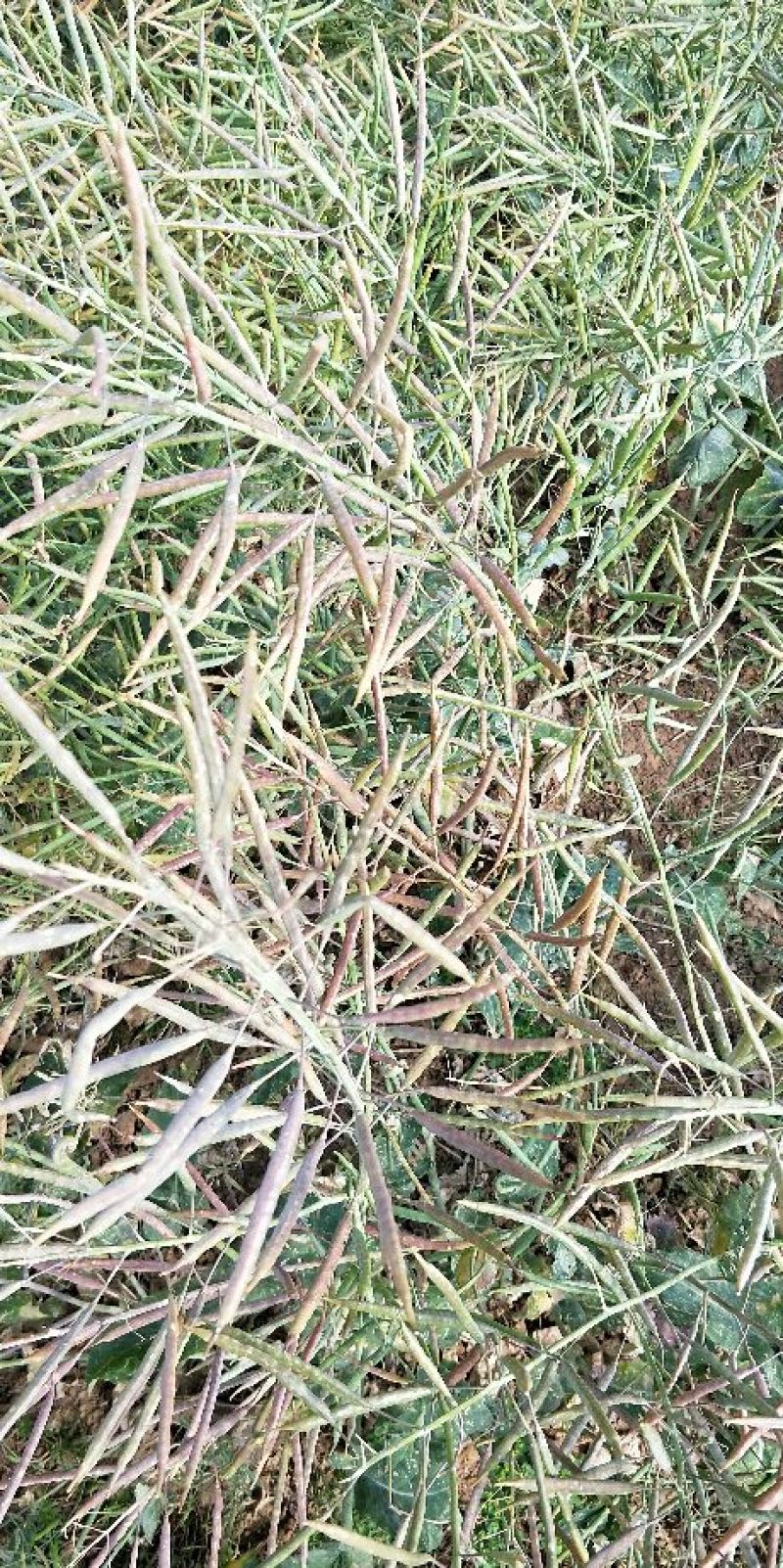 甘蓝型油菜籽1级