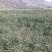 甘蓝型油菜籽1级