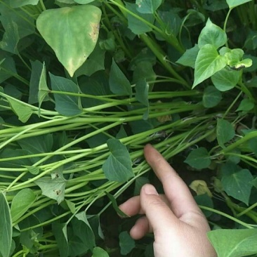 红薯苗25~35cm