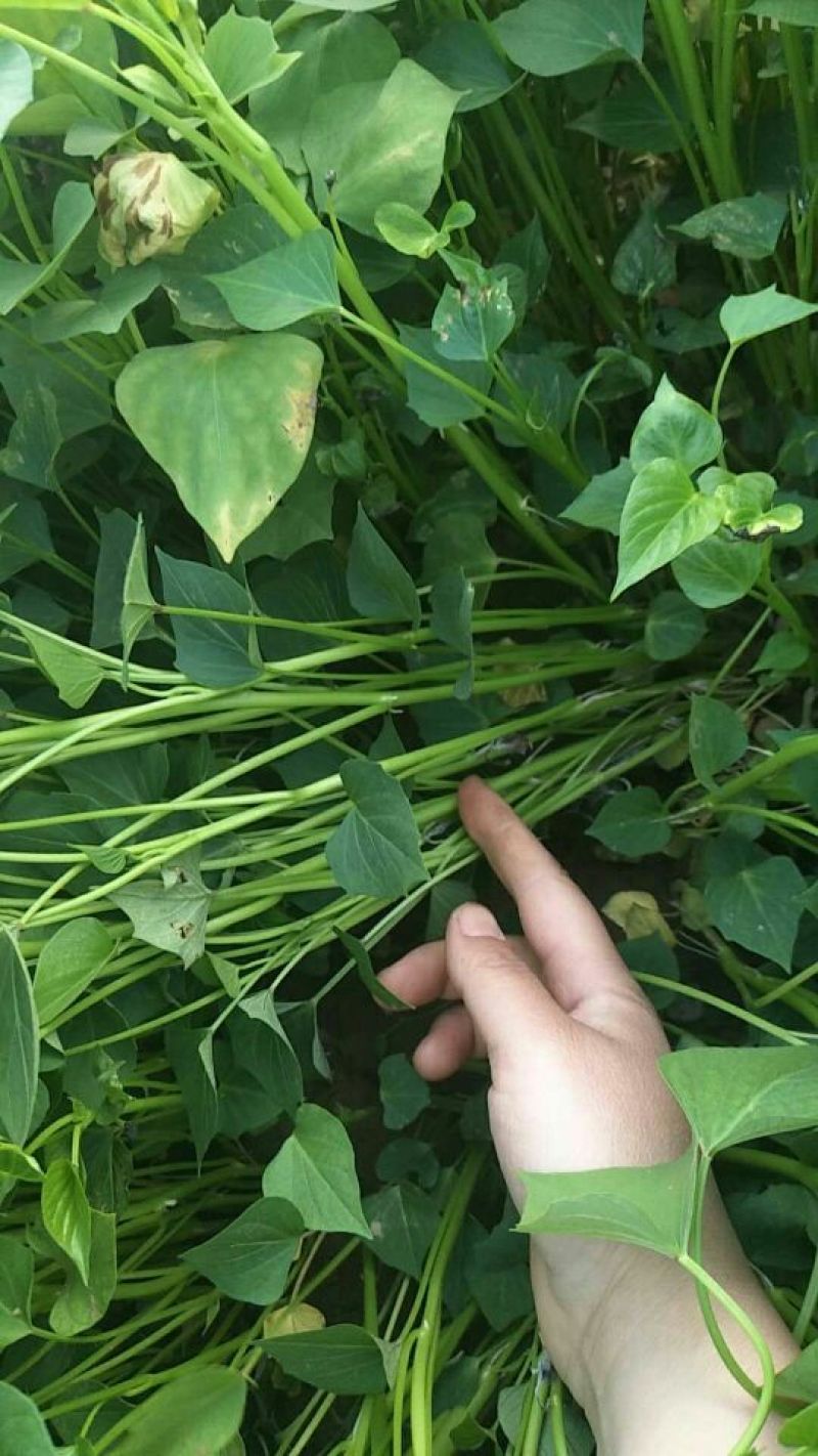 红薯苗25~35cm