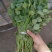 红薯苗25~35cm