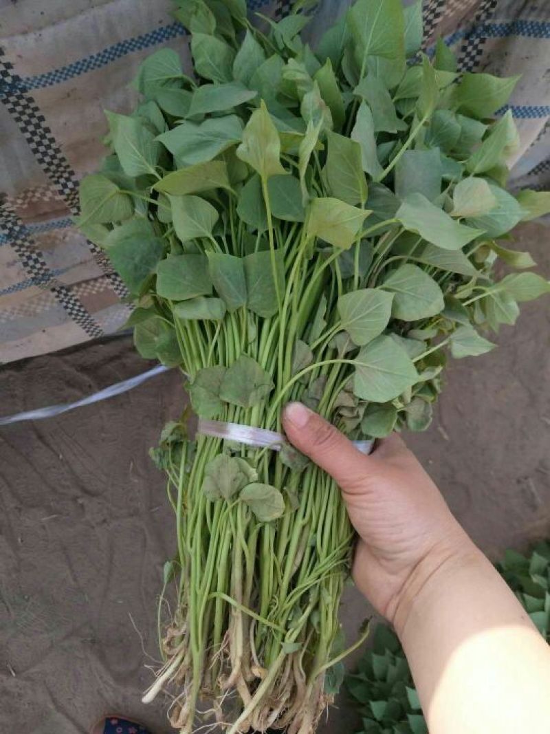红薯苗25~35cm