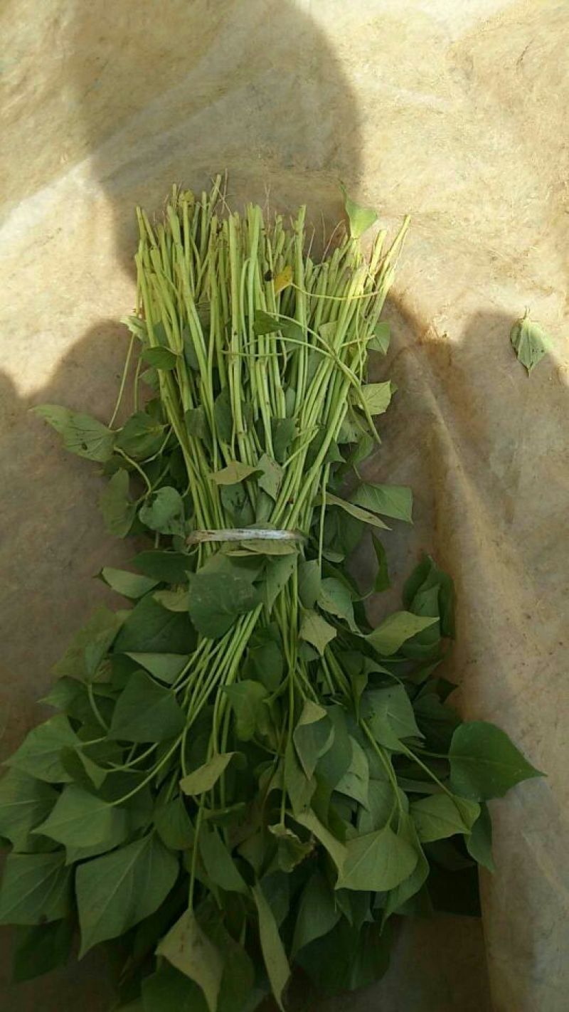 红薯苗25~35cm