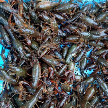 克氏原螯虾食用4-6钱（20-30克）活虾藕塘套养