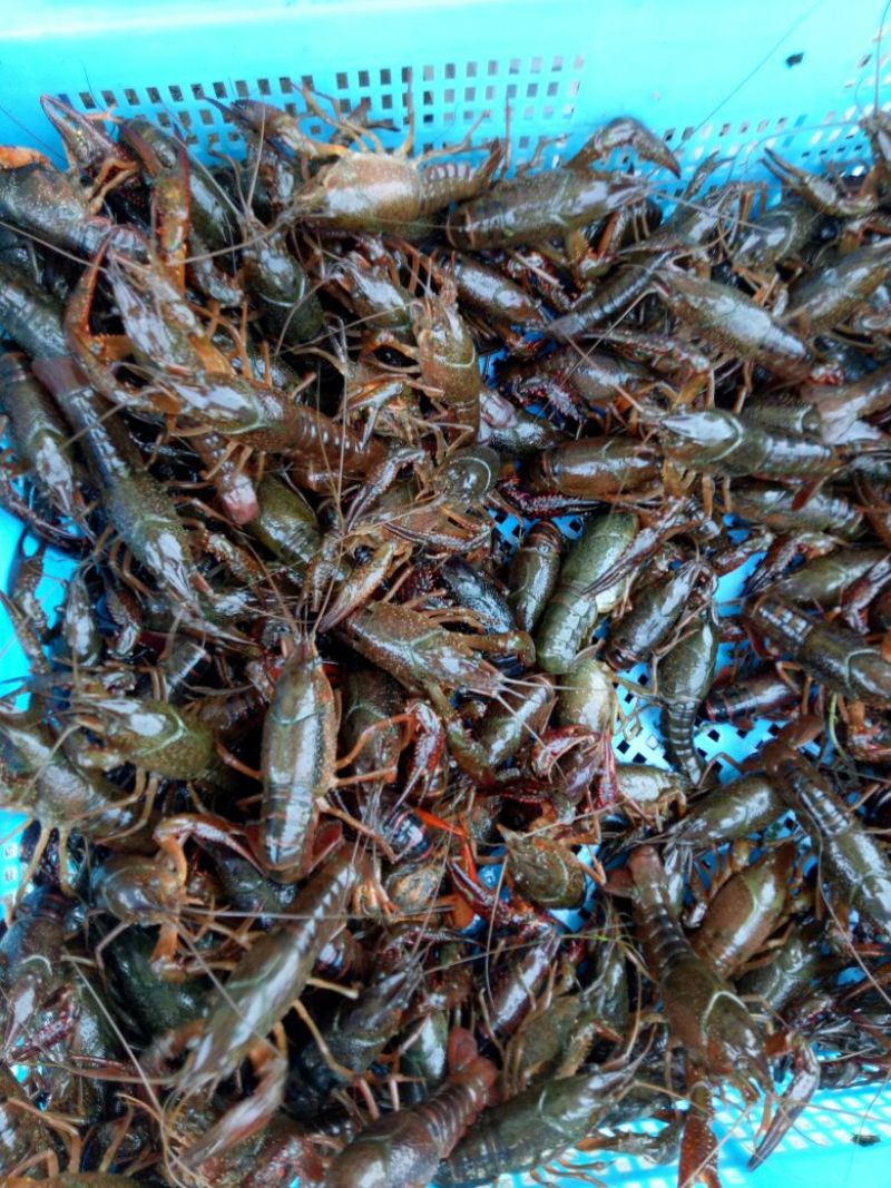 克氏原螯虾食用4-6钱（20-30克）活虾藕塘套养