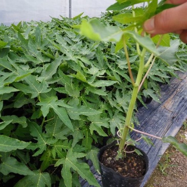 木瓜树苗20~30cm