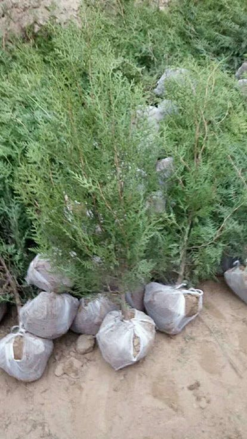 侧柏4cm以下