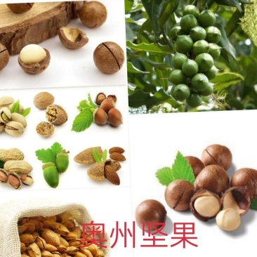 澳洲坚果苗