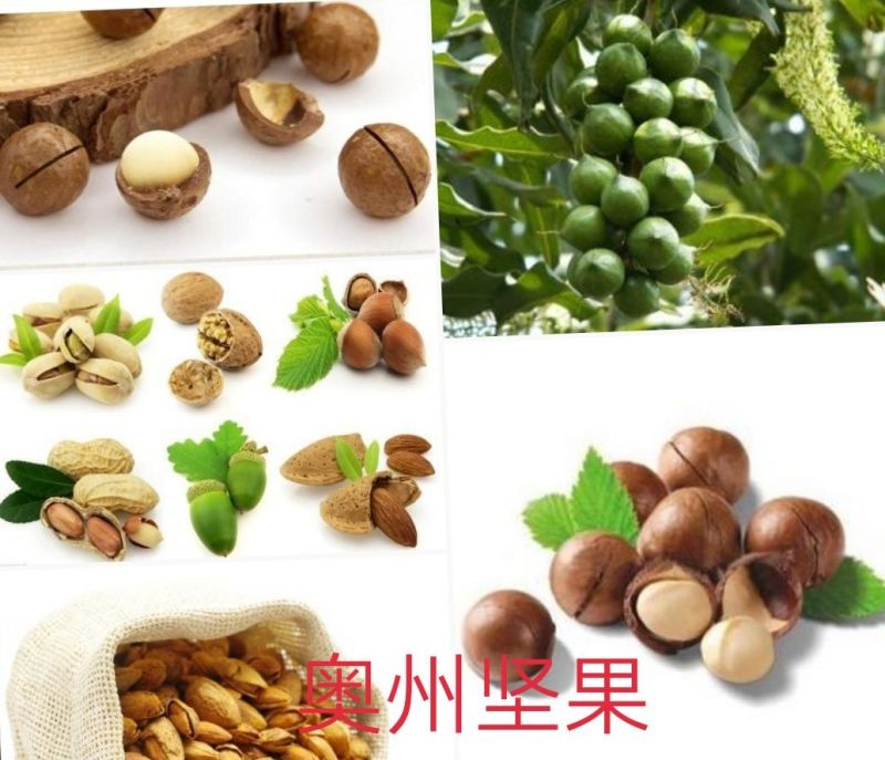 澳洲坚果苗
