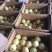 皇冠梨河北精品货源充足，250~300g纸箱