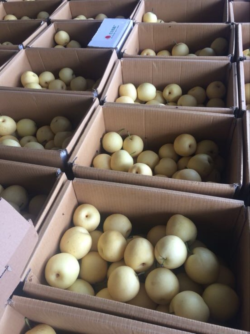 皇冠梨河北精品货源充足，250~300g纸箱