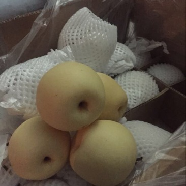 皇冠梨河北精品货源充足，250~300g纸箱