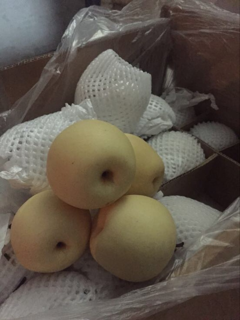 皇冠梨河北精品货源充足，250~300g纸箱