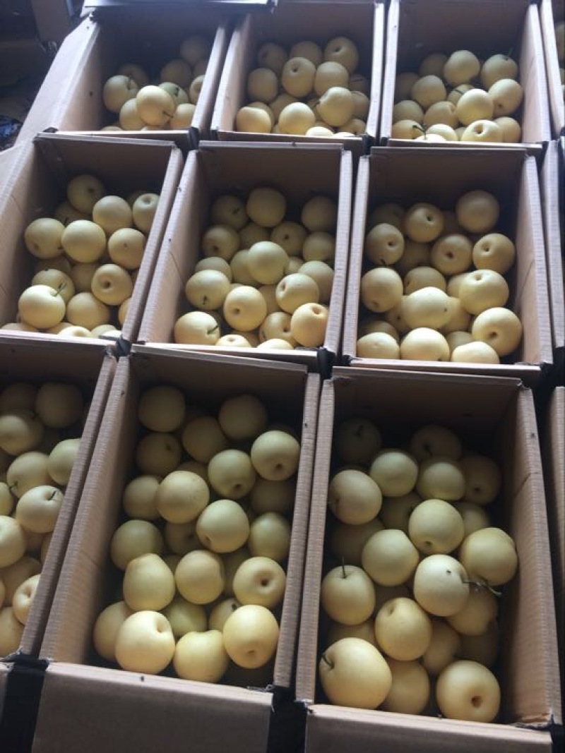 皇冠梨河北精品货源充足，250~300g纸箱