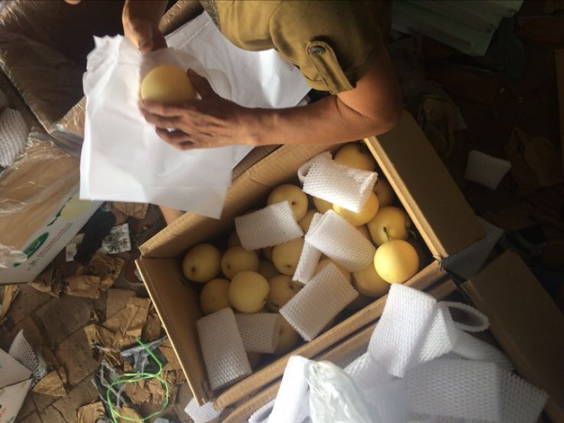 皇冠梨河北精品货源充足，250~300g纸箱