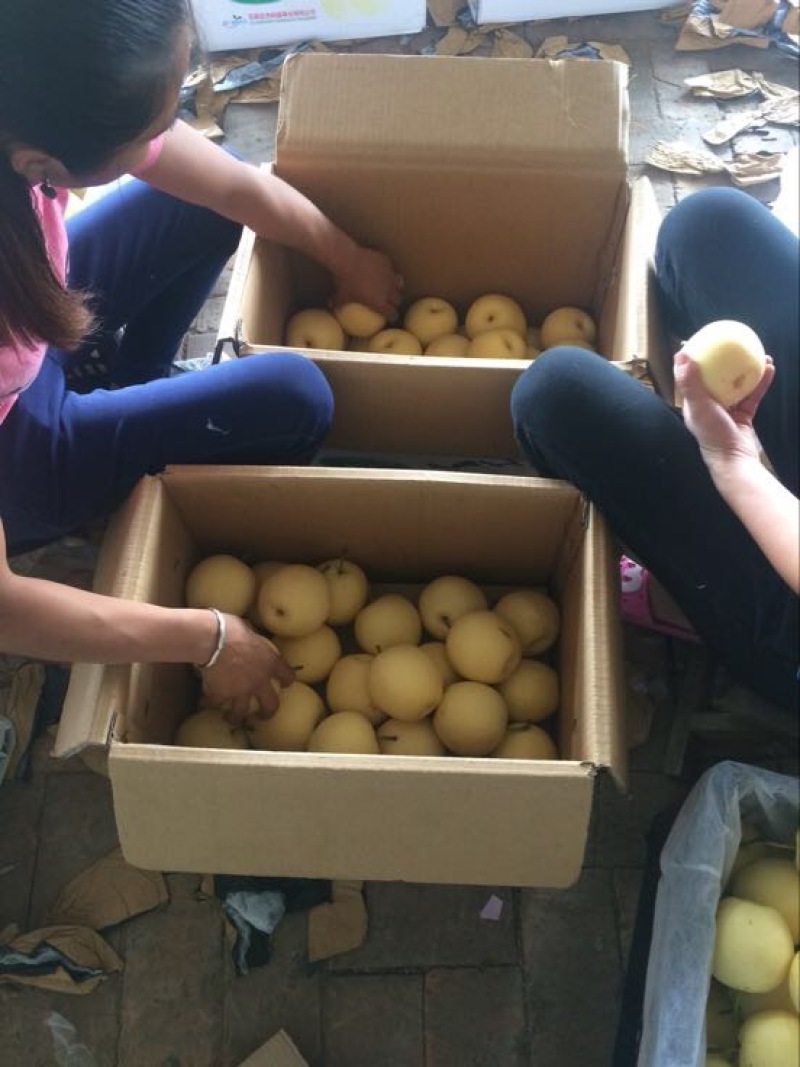 皇冠梨河北精品货源充足，250~300g纸箱