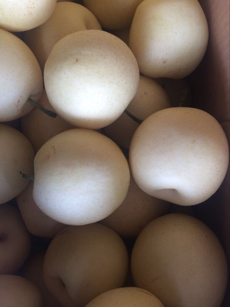 皇冠梨河北精品货源充足，250~300g纸箱