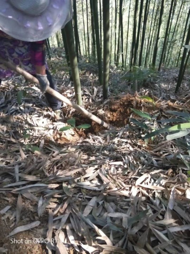苦笋四川宜宾特产农家现挖野生新鲜带壳嫩竹笋春