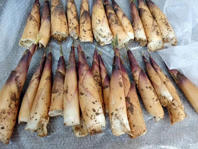 苦笋四川宜宾特产农家现挖野生新鲜带壳嫩竹笋春