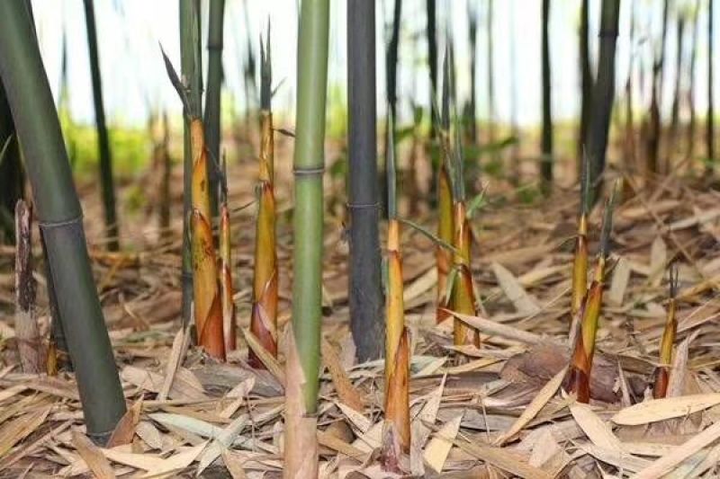 苦笋四川宜宾特产农家现挖野生新鲜带壳嫩竹笋春