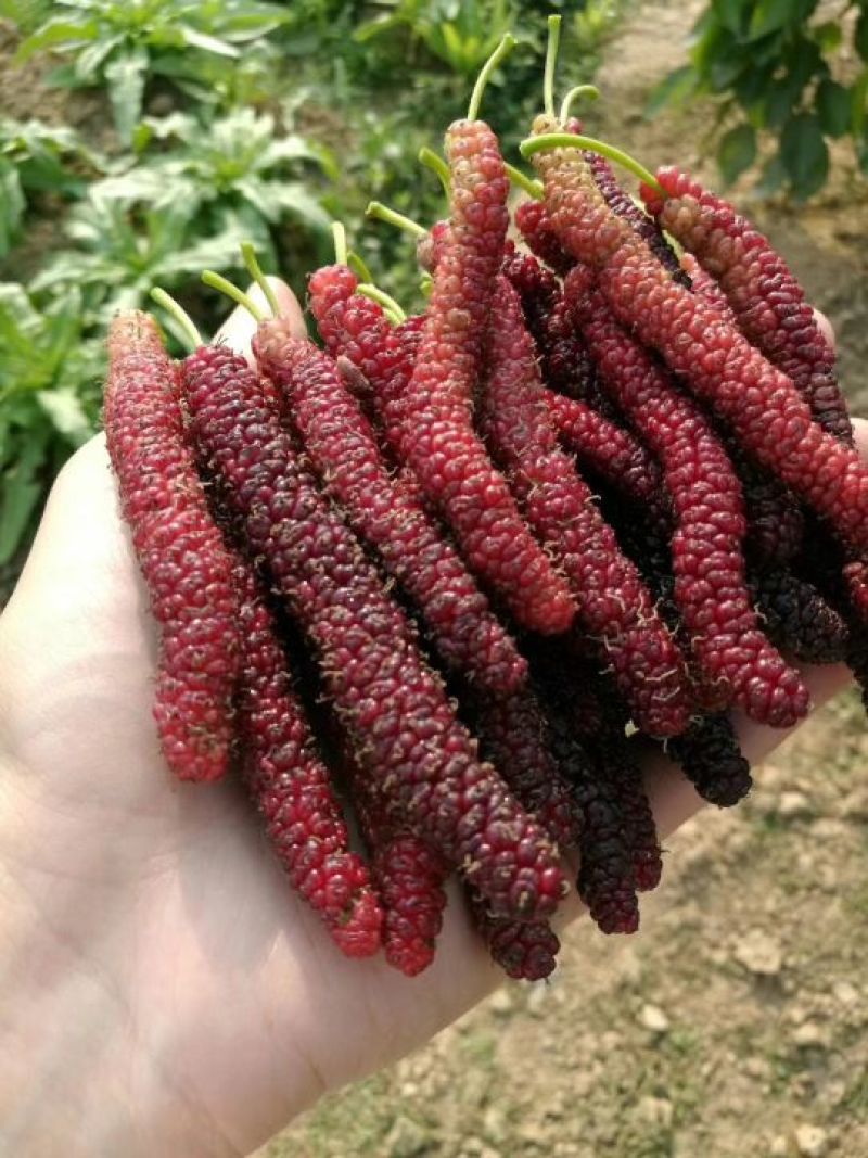 四季果桑树苗30~40cm