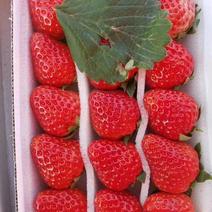九九草莓20~30克