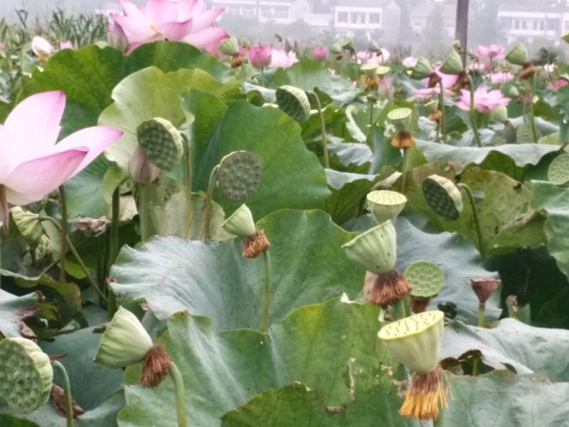 太空莲种苗一代种高产莲蓬