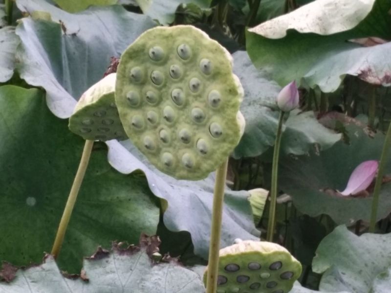 太空莲种苗一代种高产莲蓬