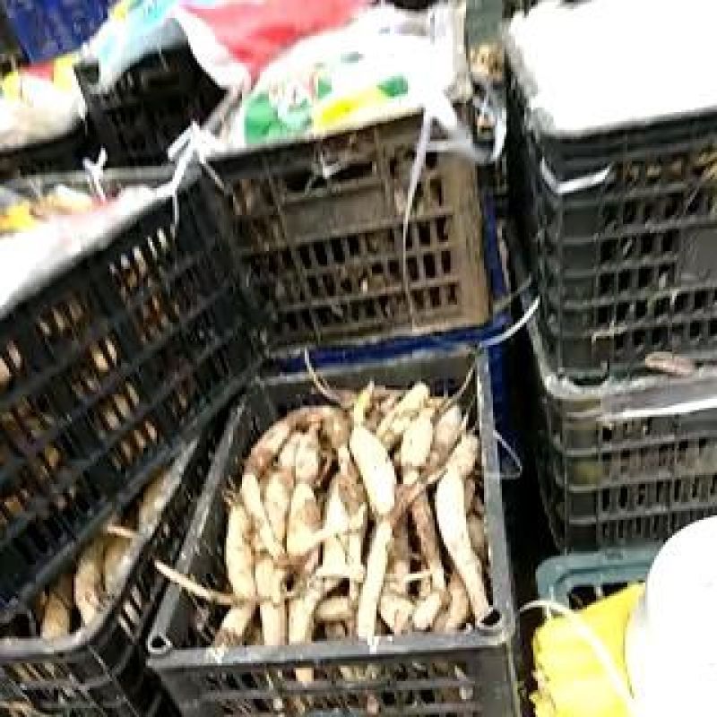 太空莲种苗一代种高产莲蓬