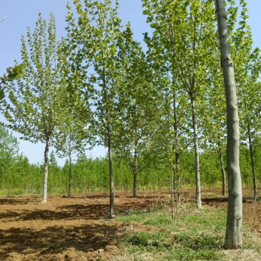 法桐18~20cm12~14cm3~3.5米1~2米