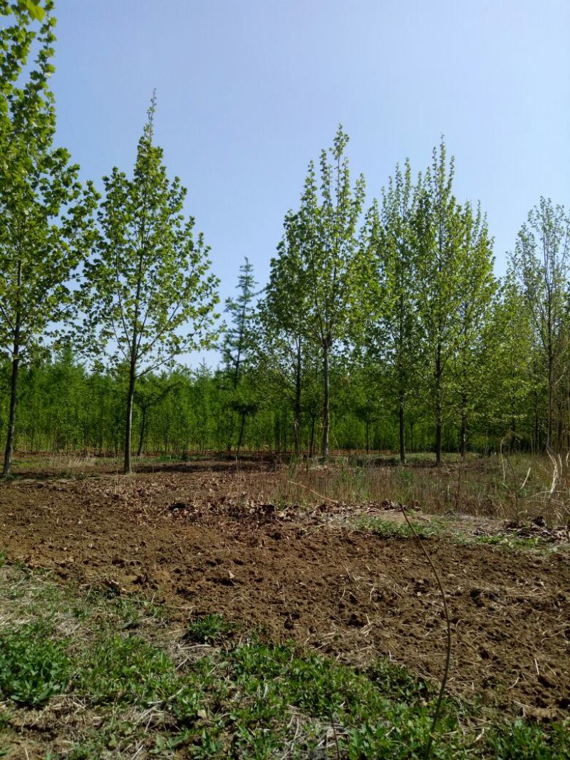 法桐18~20cm12~14cm3~3.5米1~2米