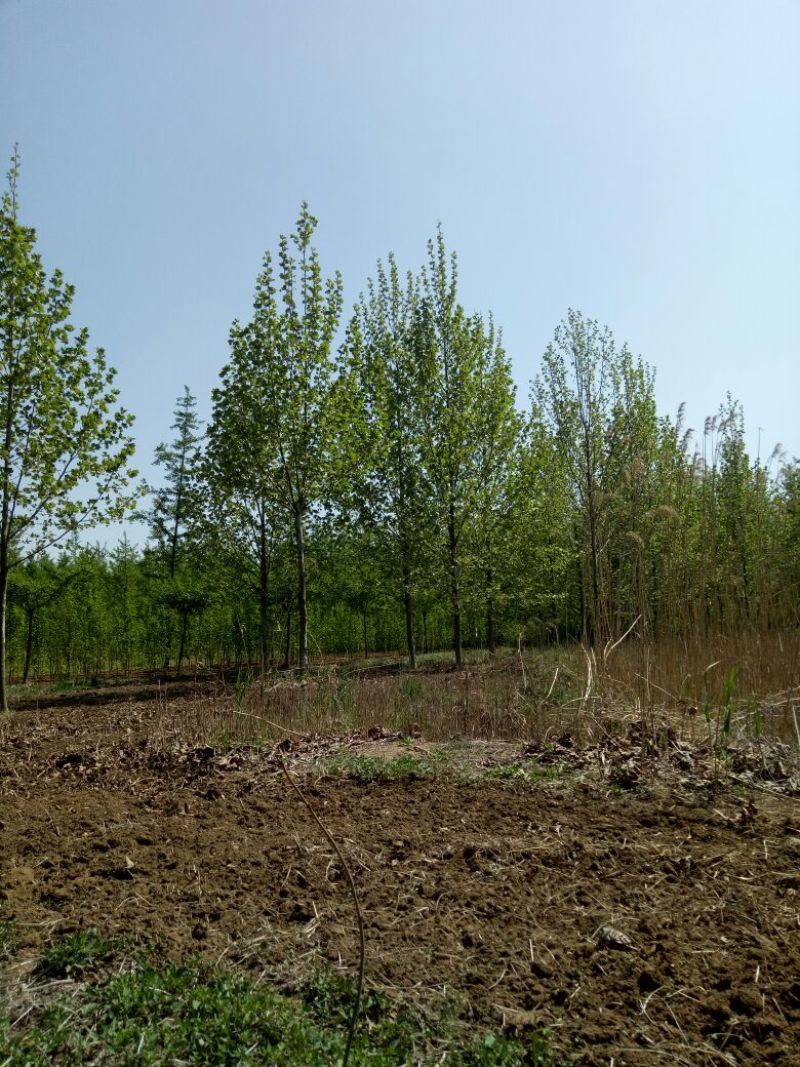法桐18~20cm12~14cm3~3.5米1~2米