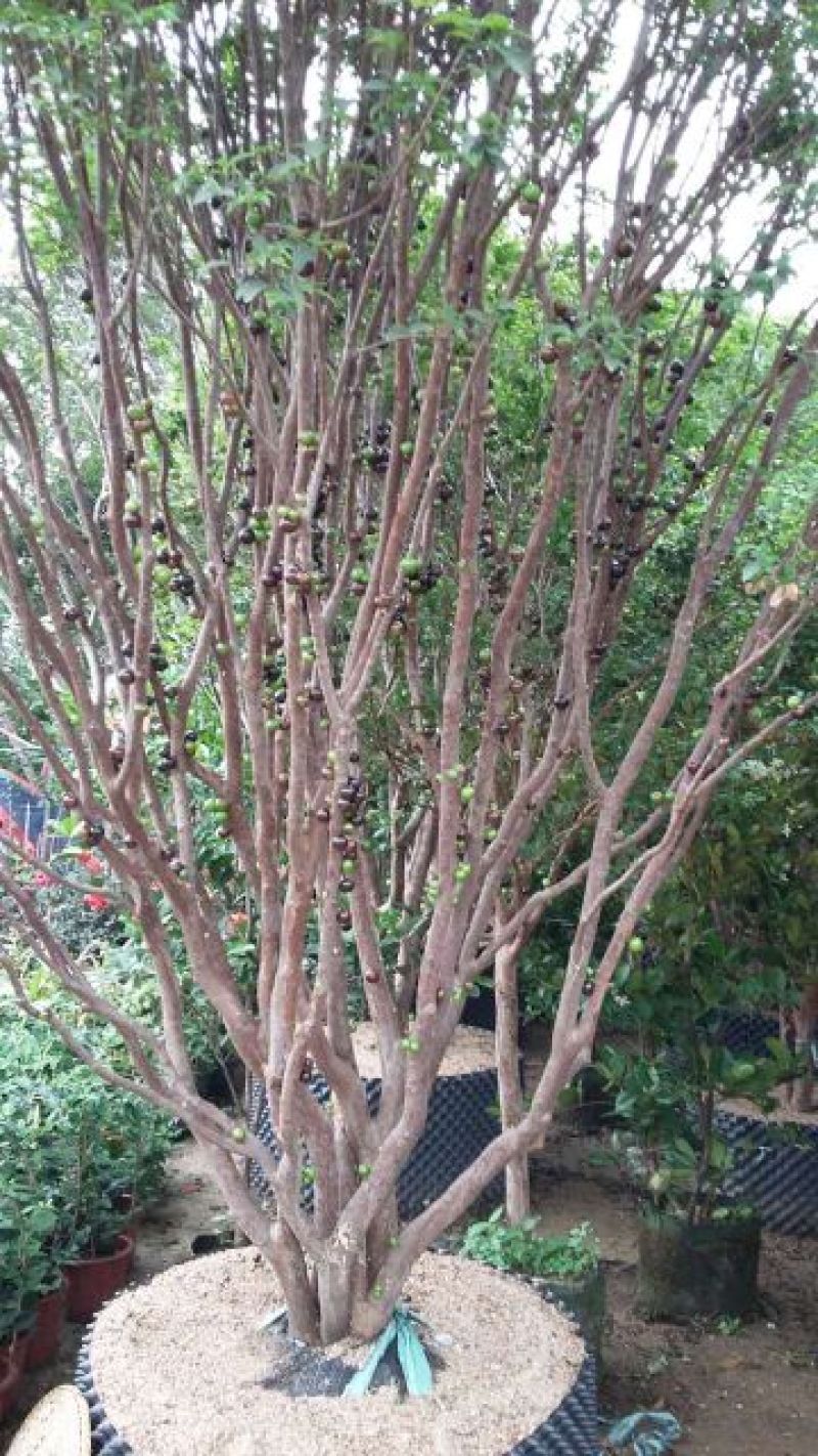 嘉宝果树苗1年