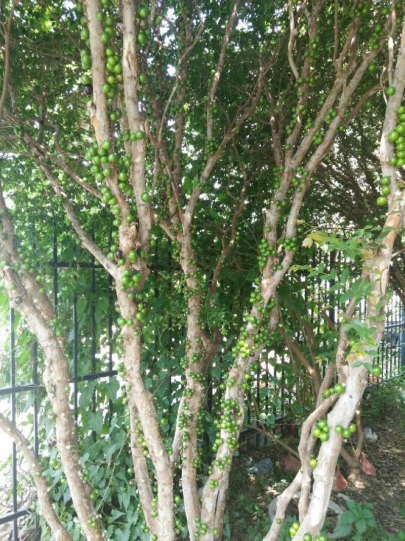 嘉宝果树苗1年