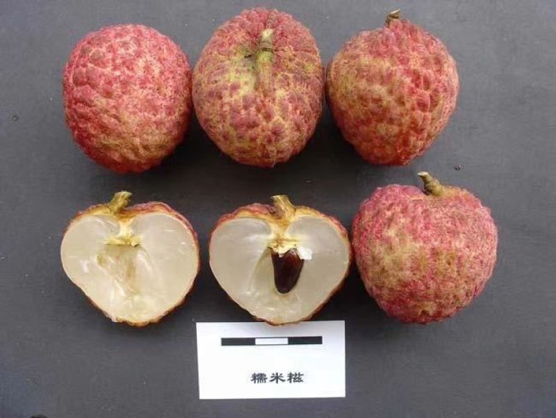 荔枝苗20~30cm